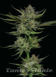 Sour Apple Auto - HUMBOLDT SEED COMPANY