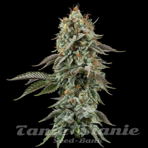 Sour Diesel - SEEDSMAN