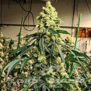 Sour G R1 - ETHOS GENETICS