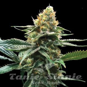 Sour Sorbet - DNA GENETICS
