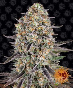 Sour Strawberry - BARNEY'S FARM