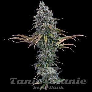 Space Queen - BROTHERS GRIMM SEEDS
