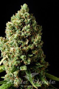 Spliff Seeds - Amnesiac