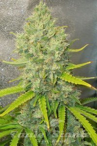 Spliff Seeds - Bubblegun