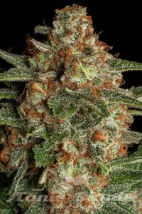 Spliff Seeds - CBD Spliff Berry