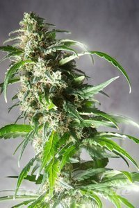 Spliff Seeds - Jack F1