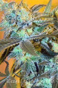 Spliff Seeds - White Widow