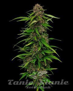 Squirt - HUMBOLDT SEED COMPANY