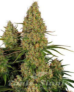 Nasiona Sticky Orange XXL Auto - SENSI SEEDS