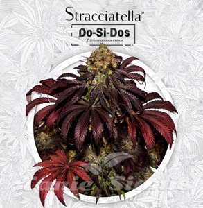 Stracciatella Do-Si-Dos x SBC - T.H. SEEDS