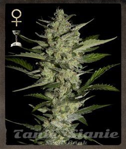 Flowerbomb Kush - STRAIN HUNTERS