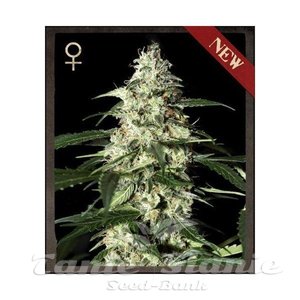 Skunk Auto - STRAIN HUNTERS