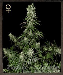 White Strawberry Skunk - STRAIN HUNTERS