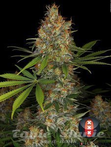 Nasiona Strawberry AK Strain - SERIOUS SEEDS