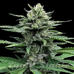 Nasiona Strawberry Banana Auto - DNA GENETICS
