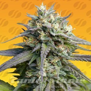 Strawberry Banana Fast - ORIGINAL SENSIBLE SEEDS