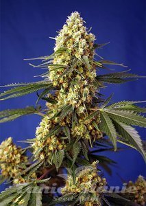 Nasiona Strawberry Banana Gelato XL Auto - SWEET SEEDS