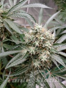 Nasiona Strawberry Banana Grape - SEEDSMAN