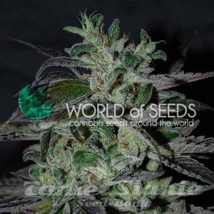 Nasiona Strawberry Blue Early Harvest - WORLD OF SEEDS