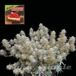 Nasiona Strawberry Cheesecake Auto - SEEDSMAN