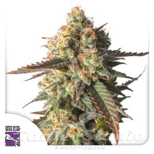 Strawberry Chemdawg OG - Super Sativa Seed Club