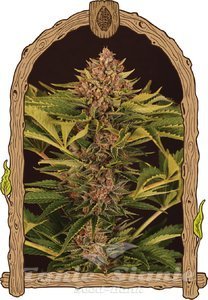 Strawberry Cola Auto - EXOTIC SEED