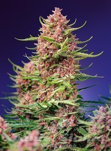 Strawberry Cola Sherbet F1 Fast Version - SWEET SEEDS