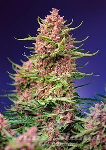 Nasiona Strawberry Cola Sherbet F1 Fast Version - SWEET SEEDS