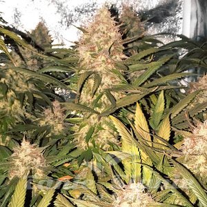 Strawberry Cough