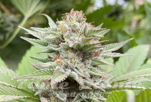 Nasiona Strawberry Haze Auto - KANNABIA SEED