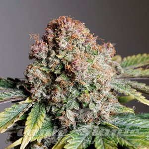 Strawberry Soda Auto - DUTCH PASSION