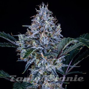Sundae Thumper Auto - MEPHISTO GENETICS