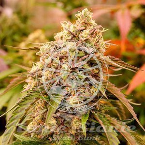 Nasiona Sunday Punch - DELICIOUS SEEDS