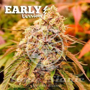 Nasiona Sunday Punch Early Version - DELICIOUS SEEDS