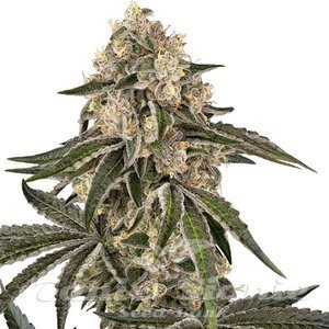 Sunset Peach - SENSI SEEDS