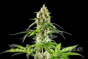 Sunset Sherbet - KANNABIA SEED
