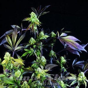 Sunset Sherbet - PYRAMID SEEDS