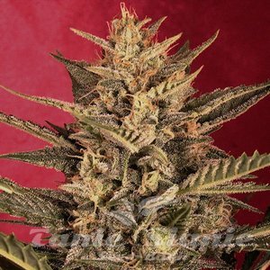 Nasiona Sunset Vibes Auto - G13 LABS