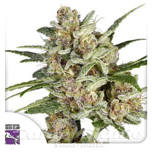 Super Mad Sky Floater - Super Sativa Seed Club