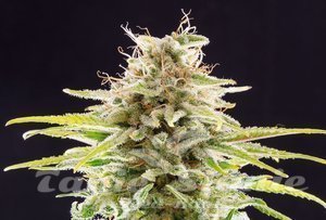 Nasiona Super OG Kush - KANNABIA SEED