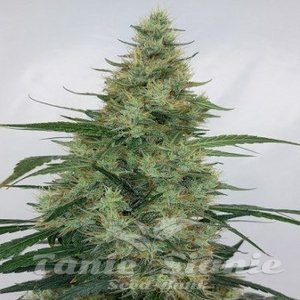 Super Panama Haze - ACE SEEDS