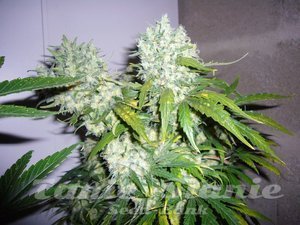 Super Skunk