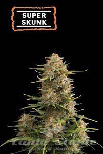 Super Skunk Auto - SEED STOCKERS