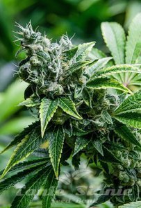 SUPER STRAINS - Eden