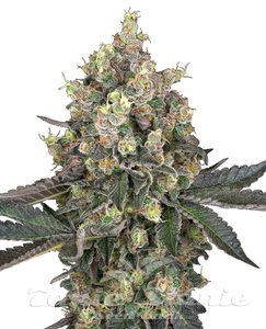 Nasiona Sweet Berry Breeze - WHITE LABEL