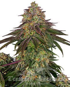 Nasiona Sweet Cherry Kush - SENSI SEEDS