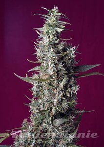 Nasiona Sweet Cherry Pie - SWEET SEEDS