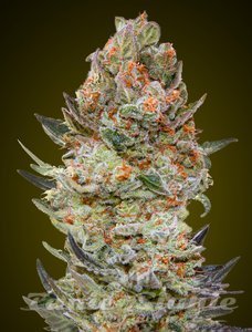 Nasiona Sweet Critical CBD - 00 SEEDS BANK