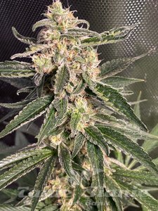 Nasiona Sweet Donkey Auto - MINISTRY OF CANNABIS