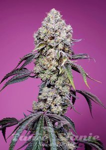 Nasiona Sweet Mandarine Zkittlez F1 Fast Version - SWEET SEEDS